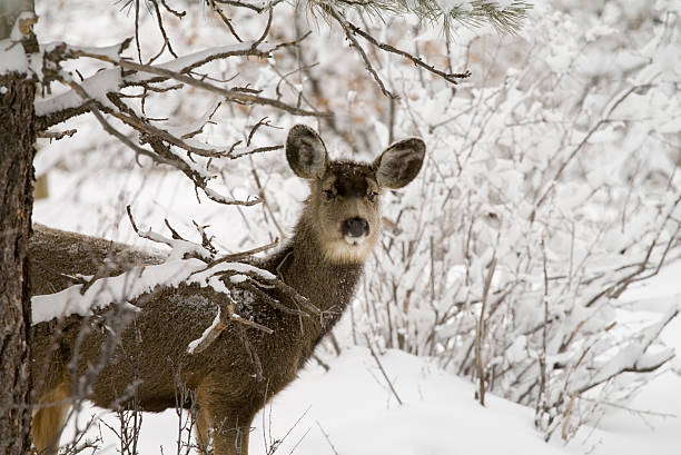 istock Mule Deer in Deep Colorado Snow 91047439