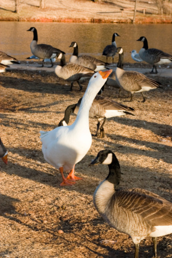 The waterfowl genus Anser includes the grey geese and the white geese. It belongs to the true geese and swan subfamily (Anserinae)