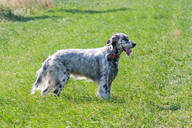 istock English Setter on the meadow 910474842
