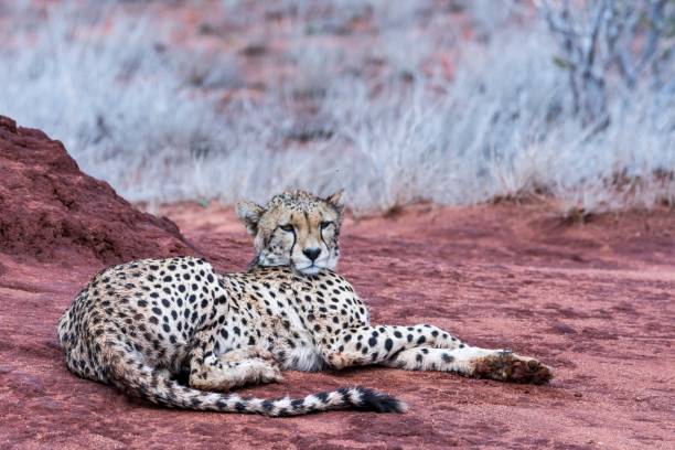 istock Ghepardo, Tsavo East - Kenia 910475448