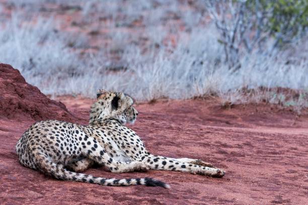 istock Ghepardo, Tsavo East - Kenia 910475820