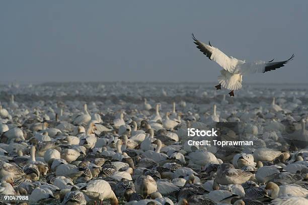 Śnieg Gęsi Landing - zdjęcia stockowe i więcej obrazów Śnieżyca duża - Śnieżyca duża, Bez ludzi, Bilet lotniczy