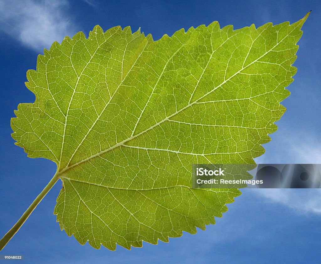 Summer Leaf  Blue Stock Photo