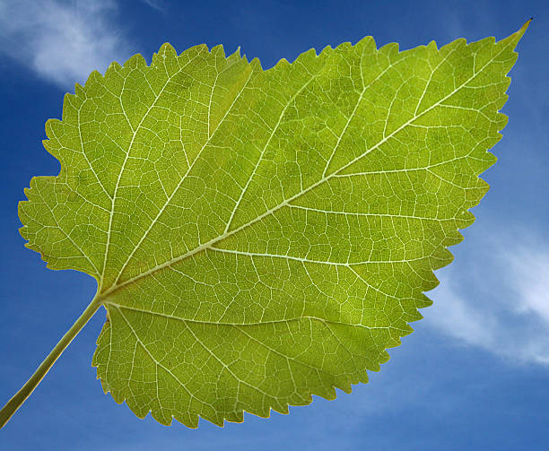 Summer Leaf stock photo