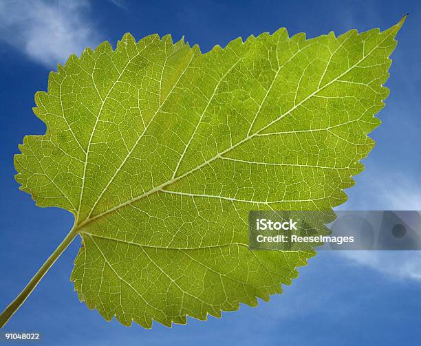 Summer Leaf Stock Photo - Download Image Now - Blue, Bright, Brightly Lit