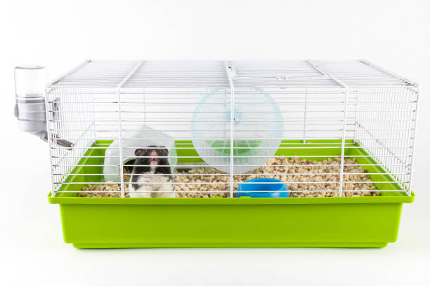 istock Funny hamster looking out of its cage 910480322