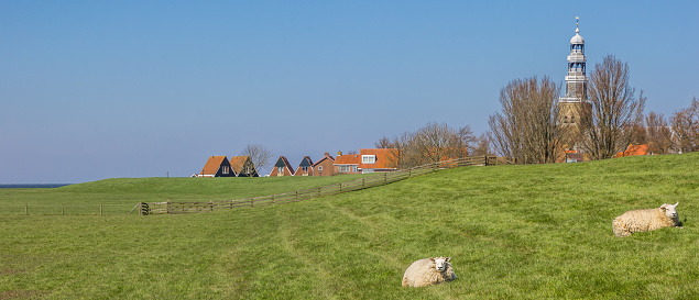 Panorama of white sheep on a dike near Hindeloopen, Netherlands
