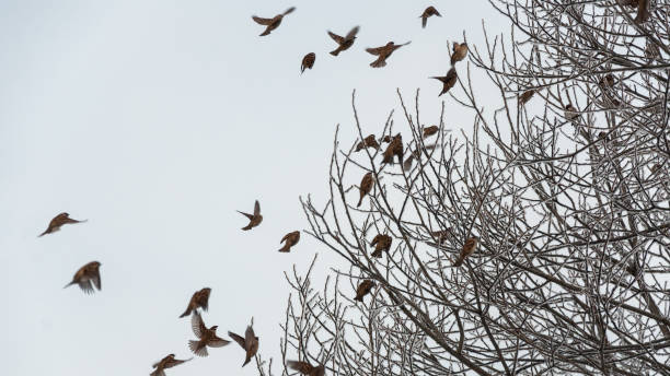 istock Sparrows fly the branches in the cold bright day. 910480742