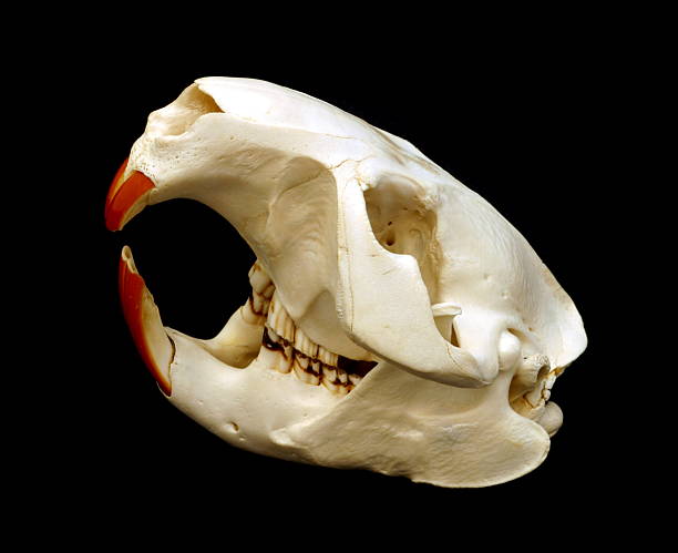 Beaver cráneo - foto de stock