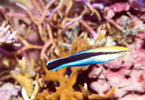 Cleaner Wrasse