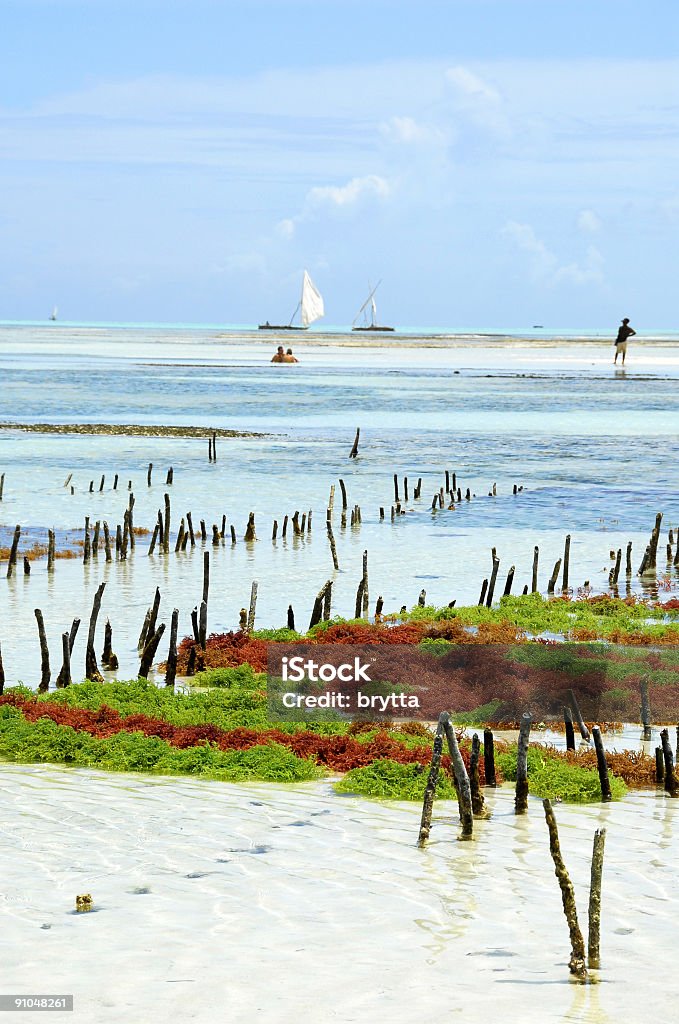 Algas farm en la costa este de zanzíbar. - Foto de stock de Agricultura libre de derechos