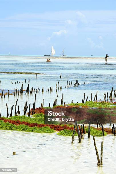 海藻ファームの東海岸の Zanzibar ます - アフリカのストックフォトや画像を多数ご用意 - アフリカ, インド洋, カラー画像