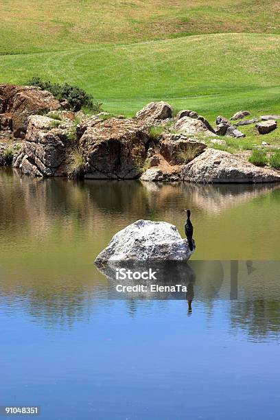Pássaro Sentado No Lago - Fotografias de stock e mais imagens de Animal selvagem - Animal selvagem, Ao Ar Livre, Arbusto