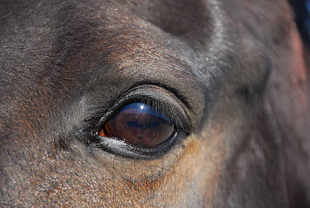 Bay horse's window to the soul stock photo