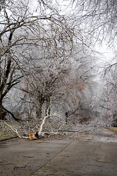 istock Street Blocked with Downed Trees 91048766