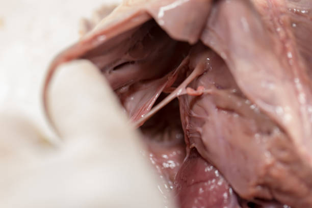 структура сердце свиньи для классного образования. - human artery animal artery human heart blood стоковые фото и изображения