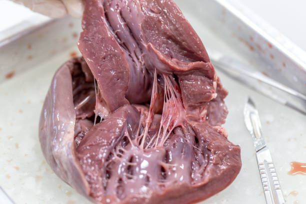 structure heart of the pig for classroom education. - human artery animal artery human heart blood imagens e fotografias de stock