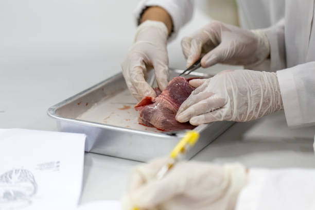 structure heart of the pig for classroom education. - human artery animal artery human heart blood imagens e fotografias de stock