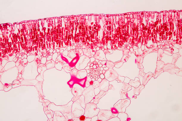 集合教育に用いる顕微鏡下での植物の葉を断面。 - guard cells ストックフォトと画像