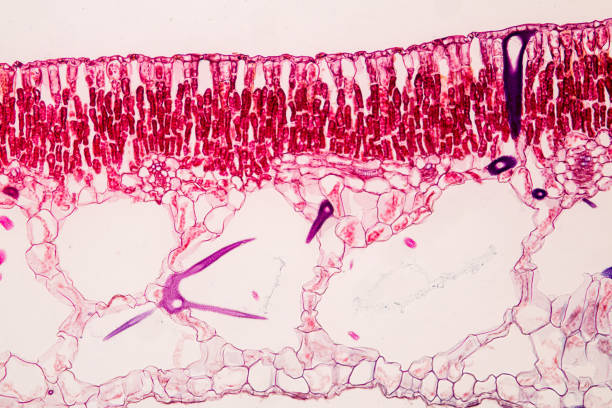 foglia trasversale di pianta al microscopio per l'istruzione in classe. - guard cells foto e immagini stock