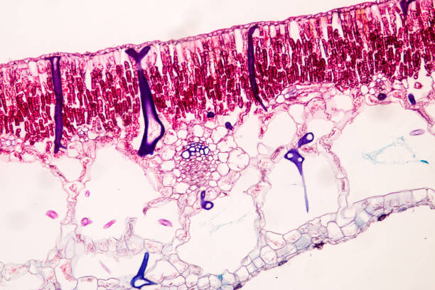 foglia trasversale di pianta al microscopio per l'istruzione in classe. - guard cells foto e immagini stock