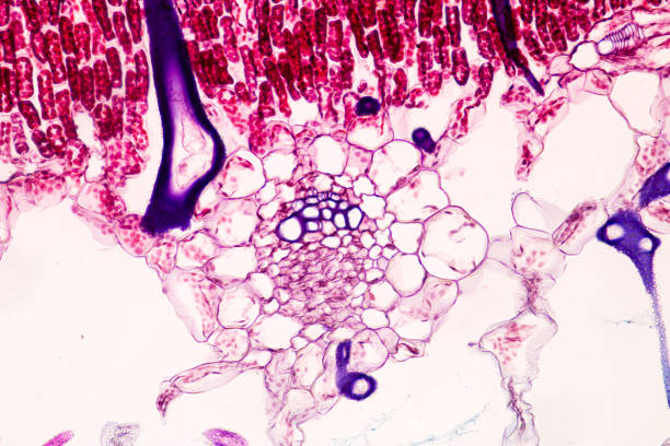 集合教育に用いる顕微鏡下での植物の葉を断面。 - guard cells ストックフォトと画像