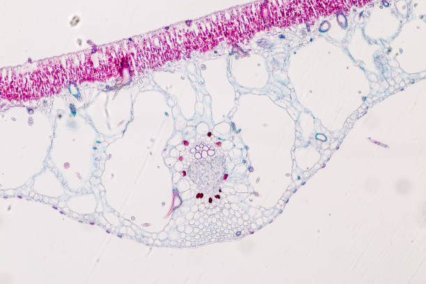 foglia trasversale di pianta al microscopio per l'istruzione in classe. - guard cells foto e immagini stock