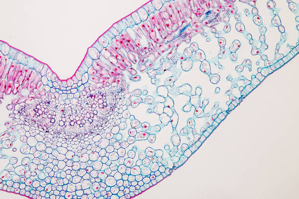 集合教育に用いる顕微鏡下での植物の葉を断面。 - guard cells ストックフォトと画像