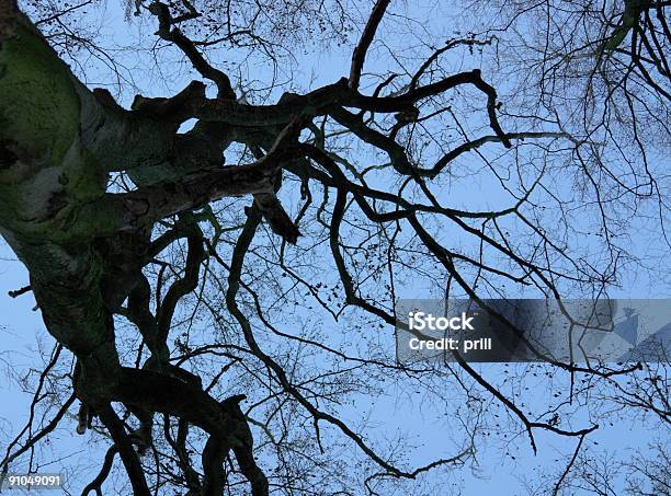 Leafless Верхушка Дерева И Вечернее Небо — стоковые фотографии и другие картинки Абстрактный - Абстрактный, Без людей, Бревно