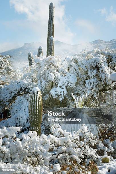 Foto de Deserto E Cactus Na Neve e mais fotos de stock de Neve - Neve, Arizona, Cacto Gigante Americano