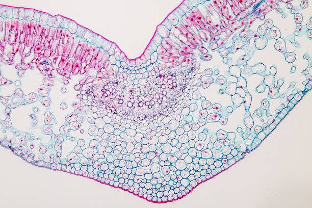 集合教育に用いる顕微鏡下での植物の葉を断面。 - guard cells ストックフォトと画像