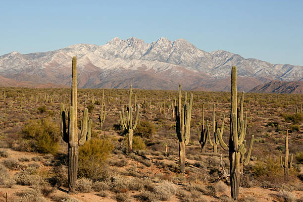 istock Four Peaks with Saguaros in the Foreground 91049161
