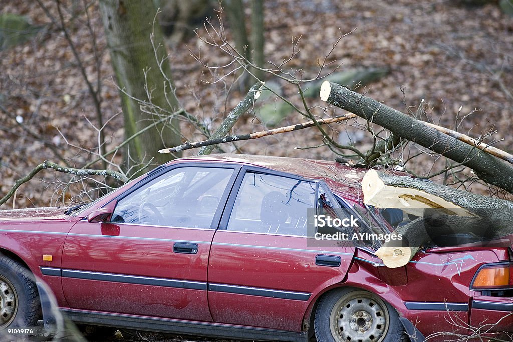 Dopo la tempesta - Foto stock royalty-free di Albero caduto