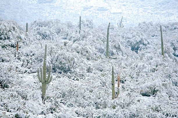 istock Desert and Cactus in the Snow 91049183