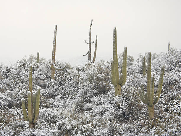 istock Desert and Cactus in the Snow 91049192