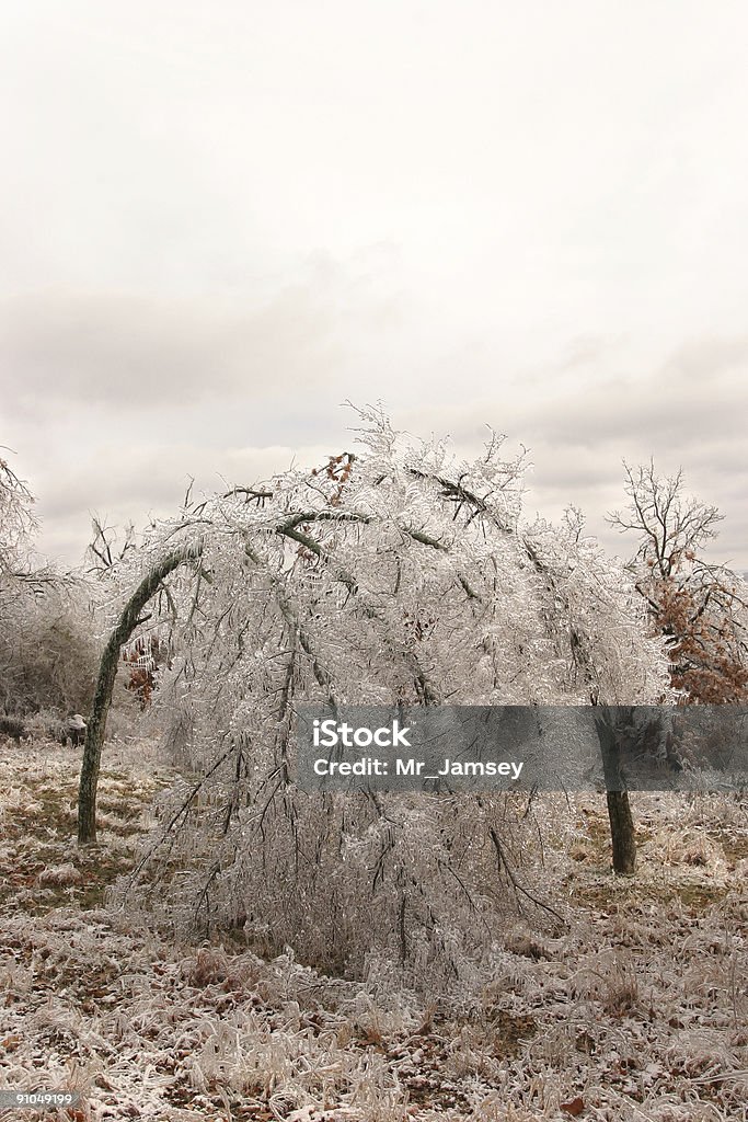 Icy Bäume - Lizenzfrei Baum Stock-Foto