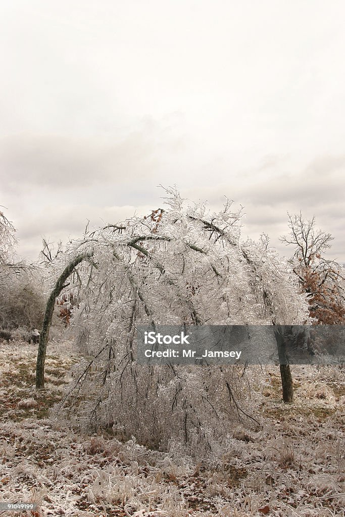 Arbres gelés - Photo de Arbre libre de droits