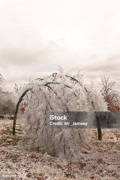 Ледяной Деревьев — стоковые фотографии и другие картинки Без людей - Без людей, Близость, Буря