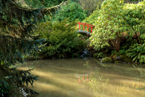 A red Japanese (wooden) bridge, green grass and a huge willow - fantastic rhodoedons are blooming now in the Japanese garden of the Albert Kahn Museum! Small white flowers - forget-me-nots, on green grass and stepping stones  across the stream