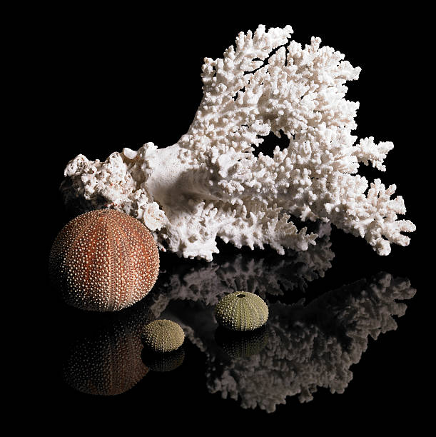 istock coral and sea urchins 91049363