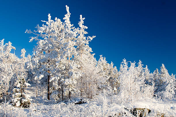 Wonderland quiet winter frozen forest stock photo