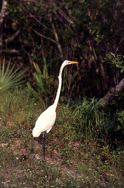 Sanibel Island White Egret  ding darling national wildlife refuge stock pictures, royalty-free photos & images