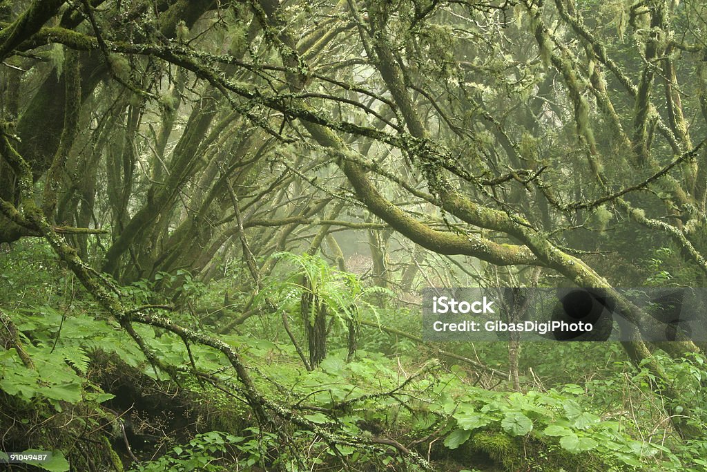 Strano foresta - Foto stock royalty-free di El Hierro - Isole Canarie