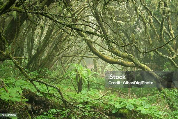 Strano Foresta - Fotografie stock e altre immagini di El Hierro - Isole Canarie - El Hierro - Isole Canarie, Foresta, Isole Canarie