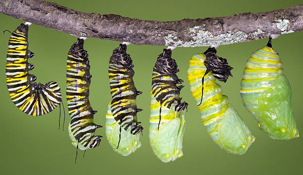 Monarch caterpillar shedding until it becomes a chrysalis A monarch caterpillar is shown in 6 stages of shedding until the skin falls away and a chrysalis begins to take shape. The first stage happens after the caterpillar has fastened itself with silk to a branch and hangs in the shape of a J. Then the skin of the caterpillar slowly splits and moves upward until the crinkled skin drops off because of the wiggling movement of the caterpillar. What is left is a chrysalis which dries and shrinks a bit. caterpillar photos stock pictures, royalty-free photos & images