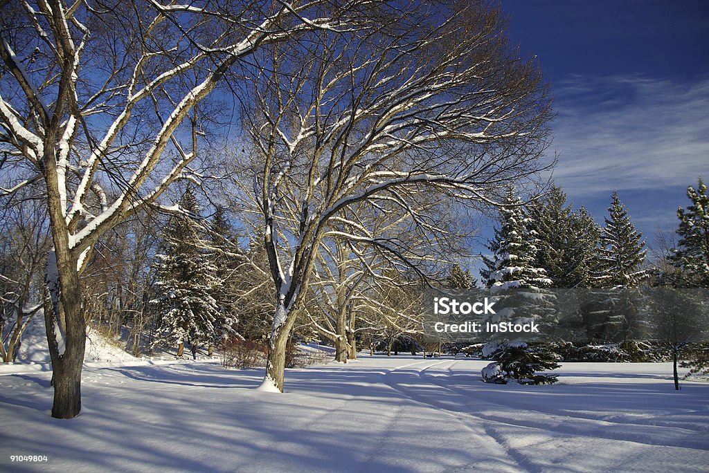 Urban Park im Winter - Lizenzfrei Baum Stock-Foto