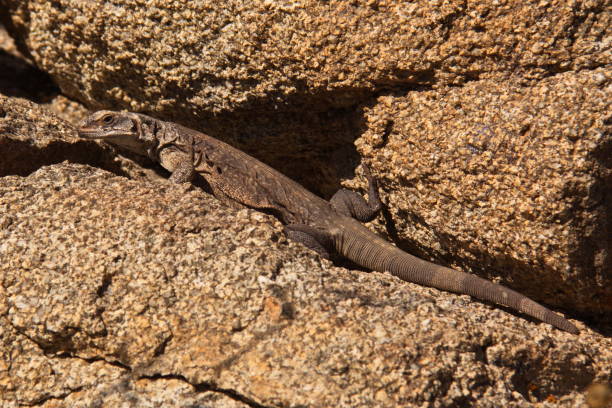 istock Lizard in Joshua Tree National Park 910499516