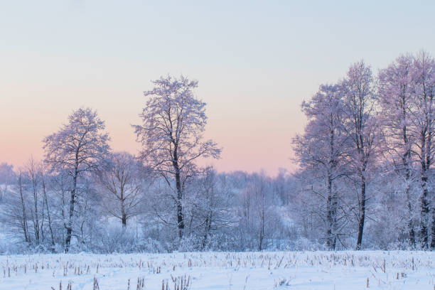 istock the beautiful winter landscape 910499572