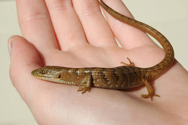 istock Southern alligator lizard, Gerrhonotus multicarinatus 91050008