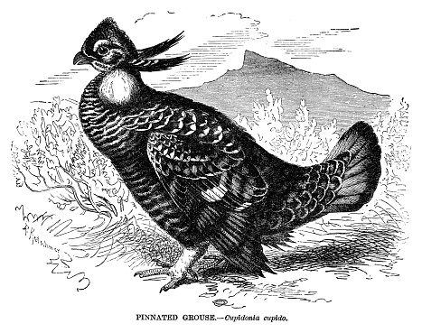 Pinnated Grouse - Scanned 1885 Engraving